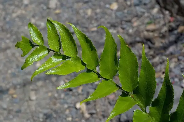 Photo of Cyrtomium falcatum - Close up of Fronds:Eric Hunt
