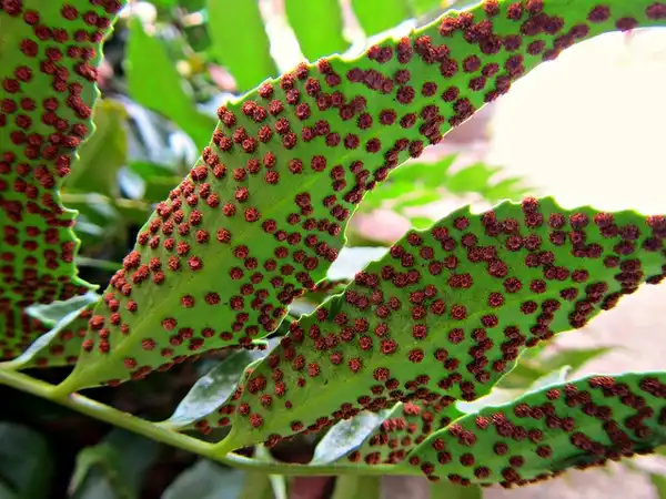 Photo of Cyrtomium falcatum - Spores on Fronds:CamellaTWU