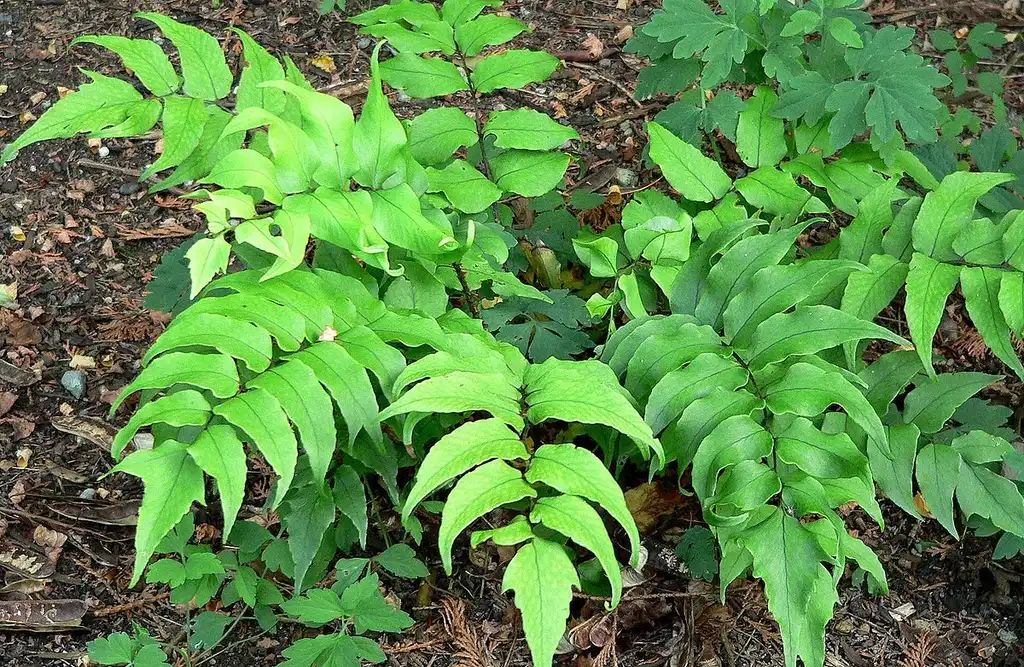 Photo of Cyrtomium falcatum - Fronds:Stan Sheb