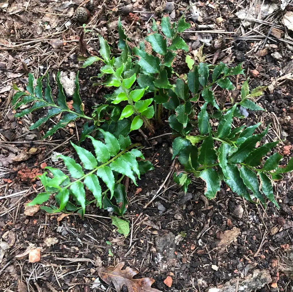 Photo of Cyrtomium falcatum - Young Leaves Close-Up (Wake County,NC):Cathy Dewitt