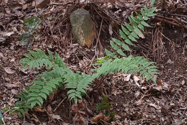 Фото Cyrtomium fortunei (Cyrtomium fortuneis)