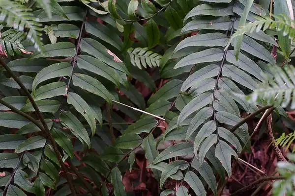 Фото Cyrtomium fortunei (Cyrtomium fortuneis)