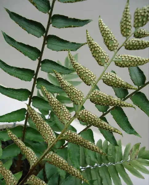 Фото Cyrtomium fortunei - Close up of Fronds:ngal wong
