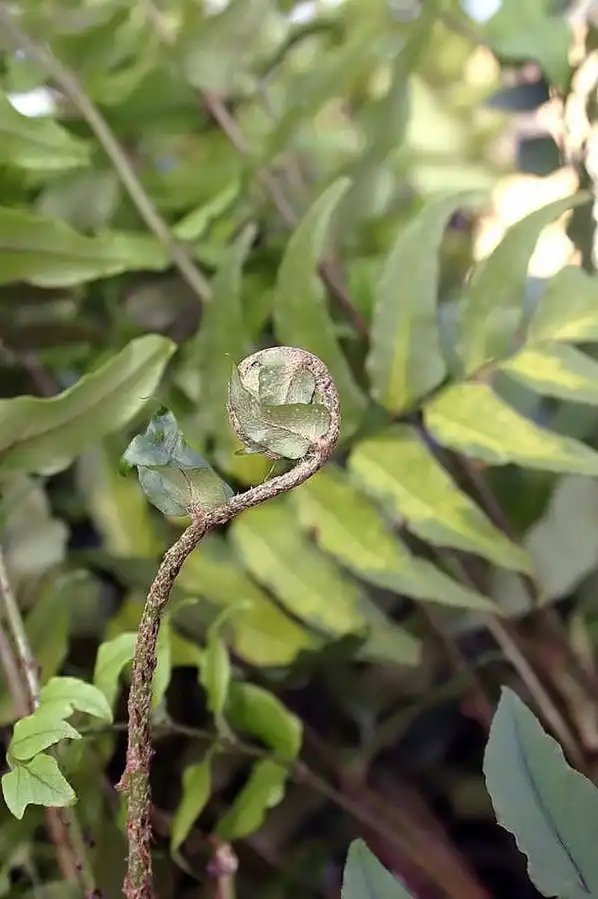 Фото Cyrtomium fortunei - emerging frond:David J. Stang