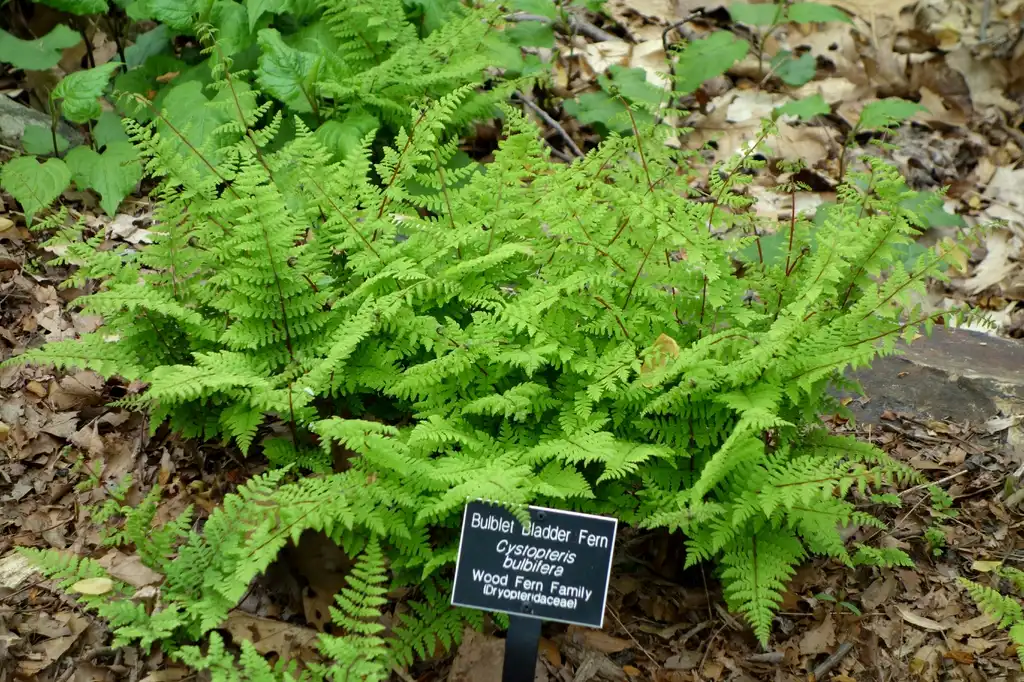 Фото Cystopteris bulbifera (Cystopteris bulbiferas)