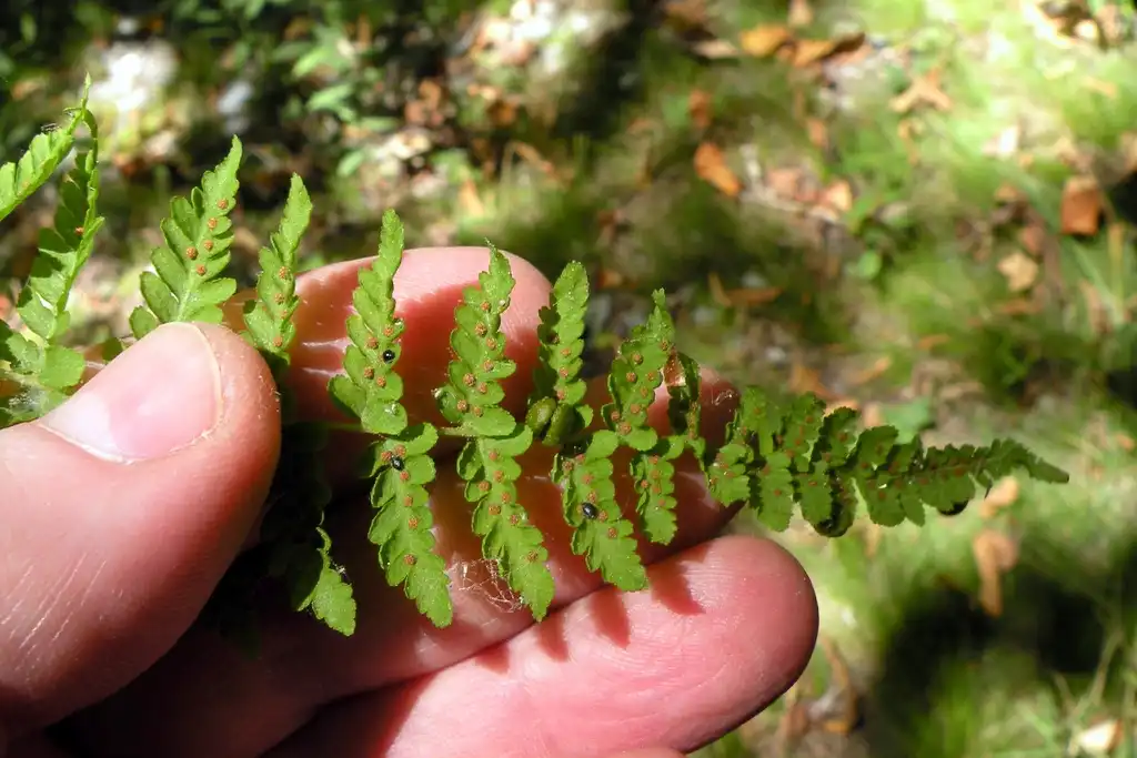 Фото Cystopteris bulbifera (Cystopteris bulbiferas)