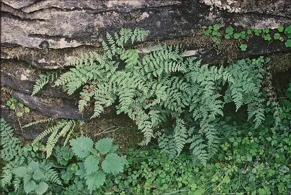 Photo of Cystopteris fragilis (Cystopteris fragiliss)