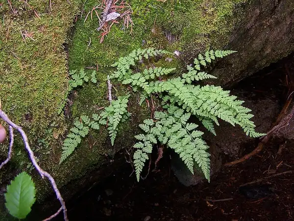 Photo of Cystopteris fragilis (Cystopteris fragiliss)