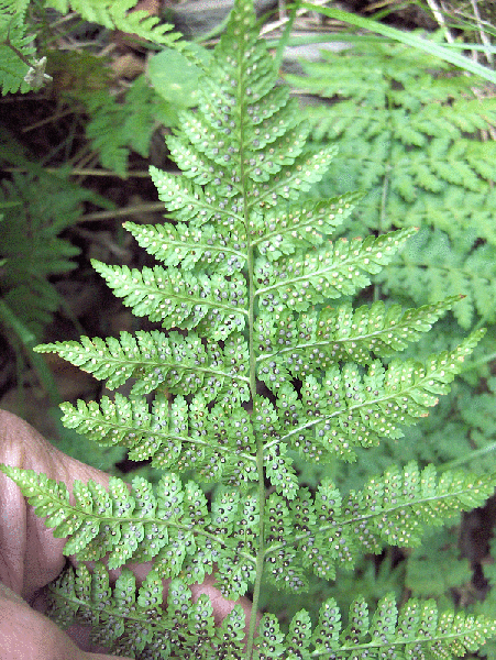 Photo of Cystopteris fragilis - Close up of Fronds:Homer Edward Price