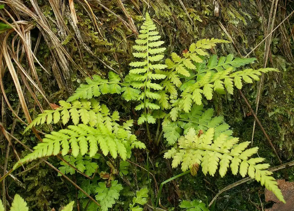 Photo of Cystopteris fragilis - Fronds:Krzysztof Ziarnek