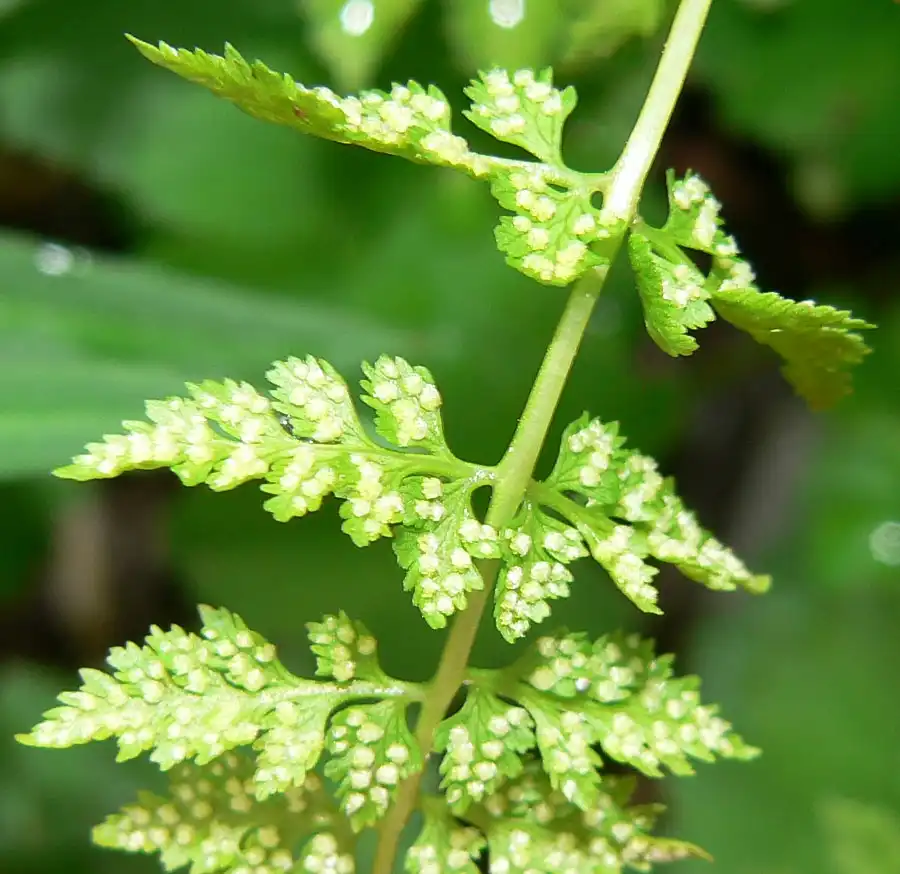 Photo of Cystopteris fragilis - Stem close-up:Stan Shebs