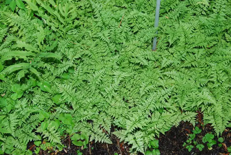 Photo of Cystopteris protrusa (Cystopteris protrusas)