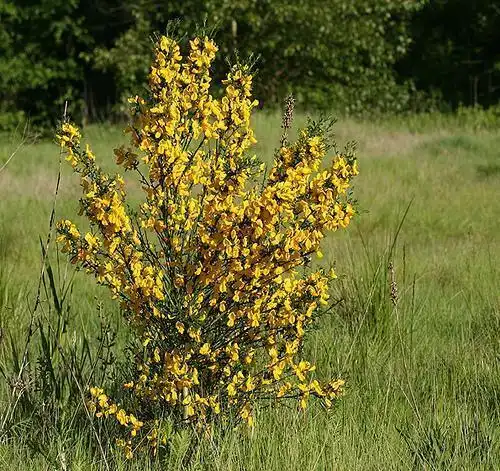 Photo of Cytisus scoparius (Cytisus scopariuss)
