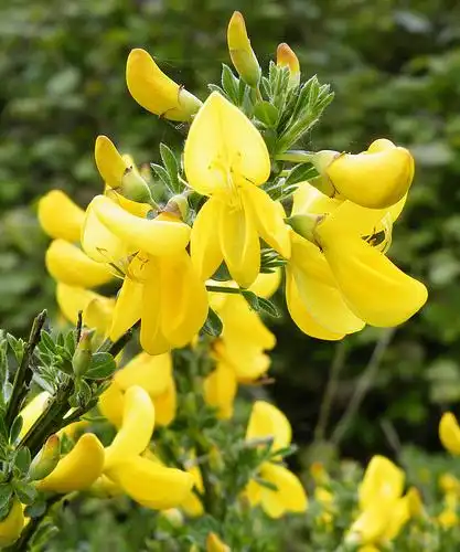 Photo of Cytisus scoparius (Cytisus scopariuss)