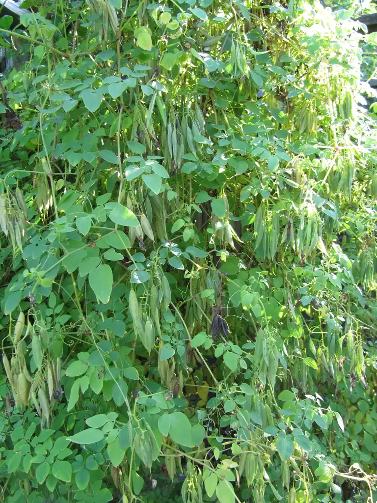 Photo of Dactylicapnos scandens 'Athens Yellow' (Dactylicapnos scandens 'Athens Yellow's)