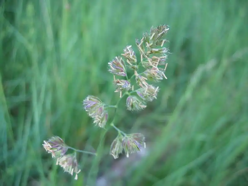 Photo of Dactylis glomerata (Dactylis glomeratas)