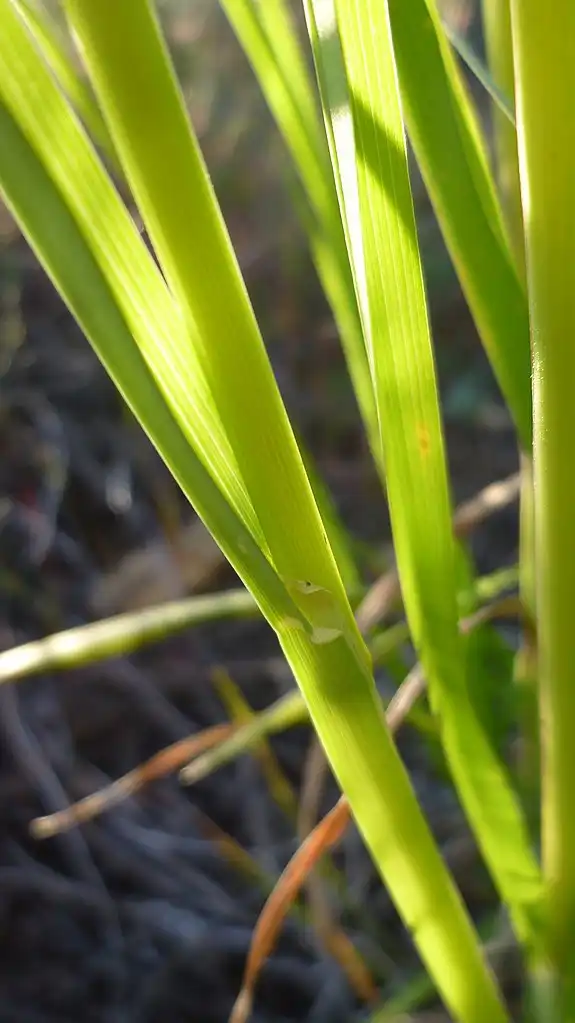 Photo of Dactylis glomerata (Dactylis glomeratas)