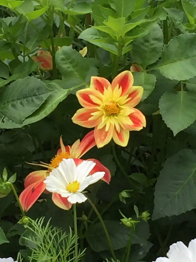 Foto de Dahlia (Dahlias)