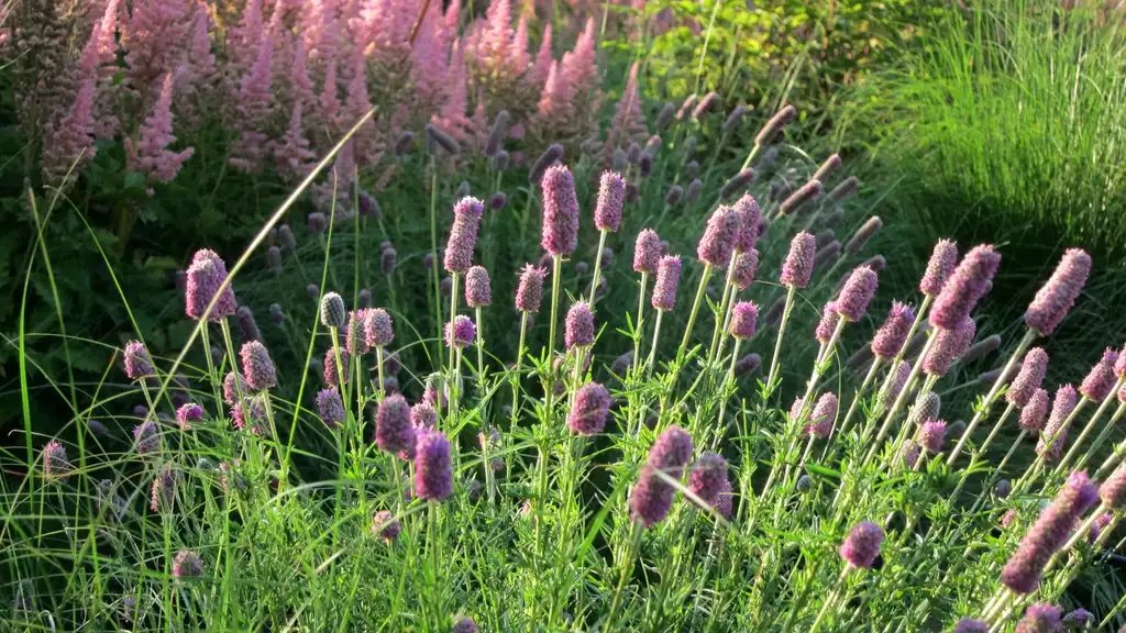 Photo of Dalea purpurea (Dalea purpureas)