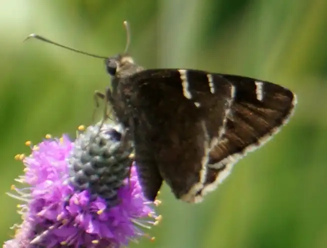 Photo of Dalea purpurea (Dalea purpureas)