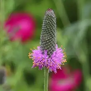 Photo of Dalea purpurea - Flower head:Debbie Roos