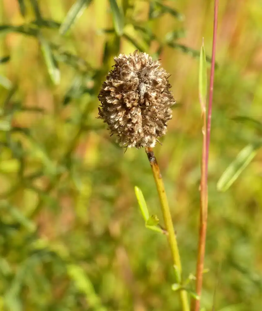 Photo of Dalea purpurea - Fruit:catherineklatt