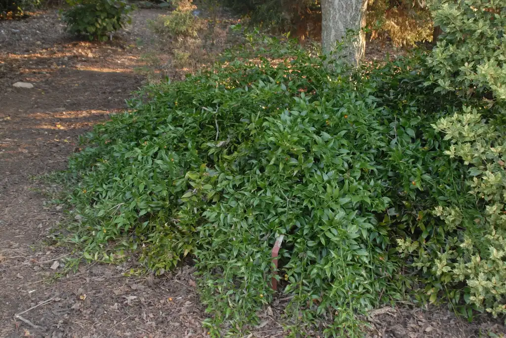 Photo of Danae racemosa (Danae racemosas)