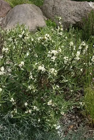 Photo of Daphne caucasica (Daphne caucasicas)