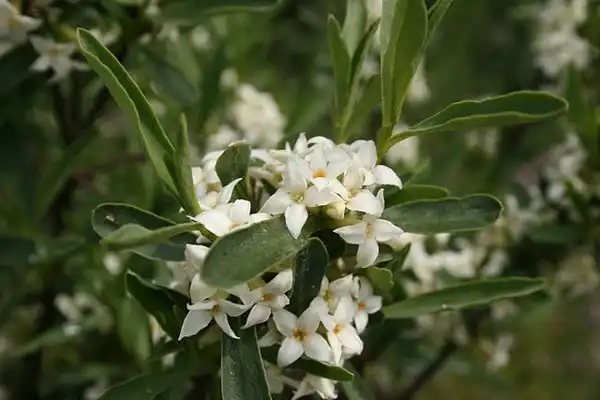 Photo of Daphne caucasica (Daphne caucasicas)