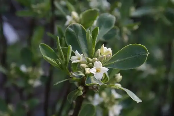 Photo of Daphne caucasica - Daphne caucasica foliage:Sten Porse