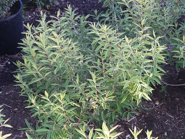 Photo of Daphne genkwa (Daphne genkwas)