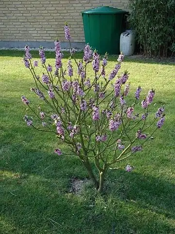 Photo of Daphne mezereum (Daphne mezereums)