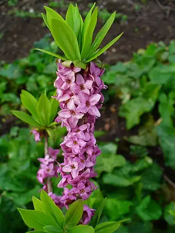 Photo of Daphne mezereum (Daphne mezereums)