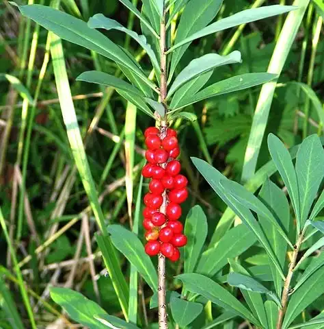 Photo of Daphne mezereum - Daphne mezereum fruit:Veli pohjonen