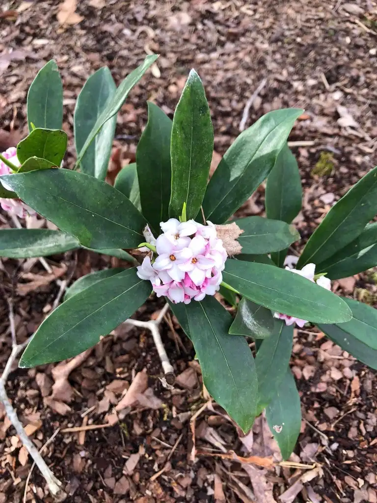 Foto de Daphne odora (Daphne odoras)