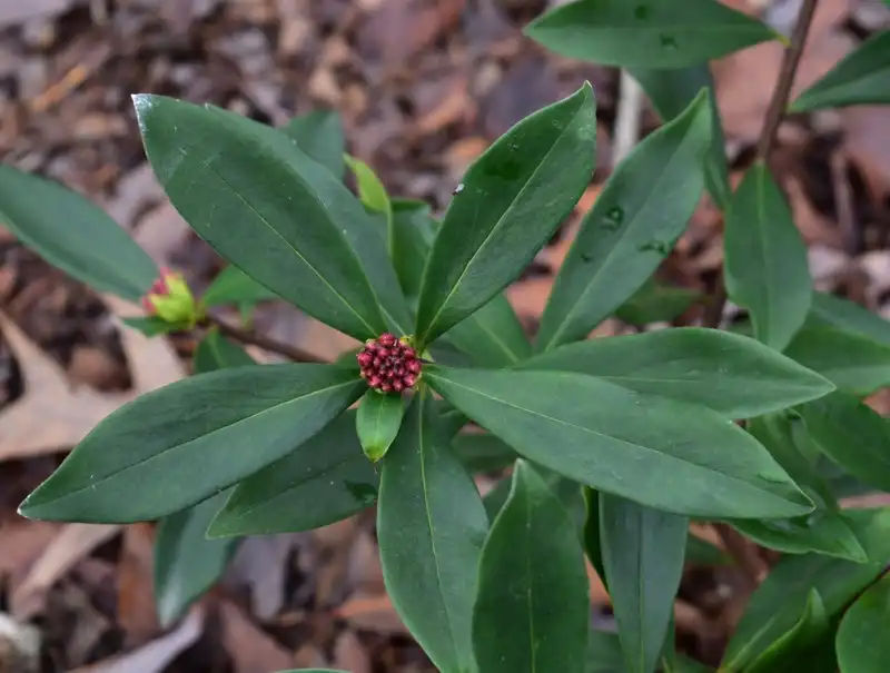 Foto de Daphne odora (Daphne odoras)