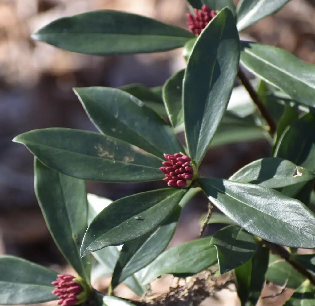 Foto de Daphne odora - Leaves (Warren County, NC)-Mid Winter:Cathy Dewitt