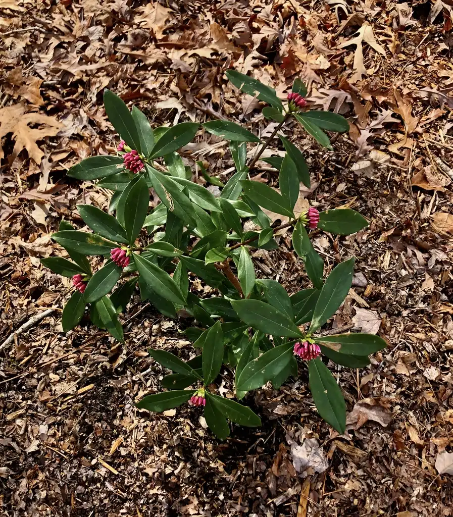 Foto de Daphne odora - Form (Warren County,NC)-Late Winter:Cathy Dewitt