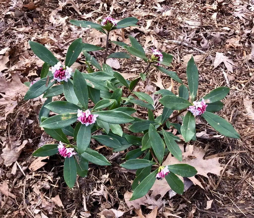 Foto de Daphne odora - Form (Warren County, NC)-Early Spring:Cathy Dewitt