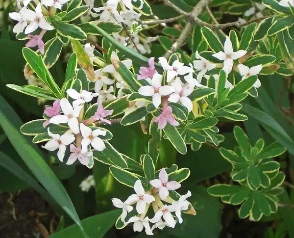 Фото Daphne x burkwoodii 'Carole Mackie' (Daphne x burkwoodii 'Carole Mackie's)
