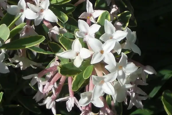 Фото Daphne x burkwoodii 'Carole Mackie' - 'Carole Mackie' close up:Andrey Zharkikh