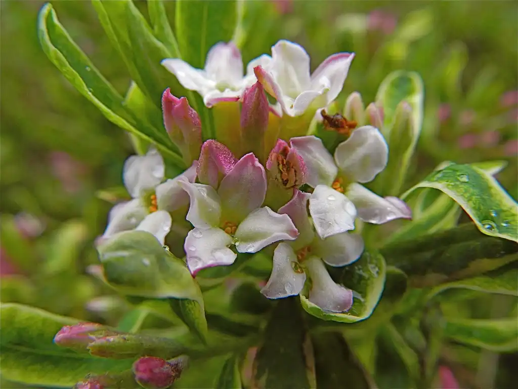 Фото Daphne x burkwoodii 'Carole Mackie' - Close up of flower:Peter Stevens