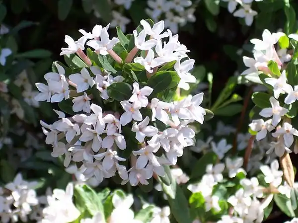 Foto de Daphne x burkwoodii (Daphne x burkwoodiis)