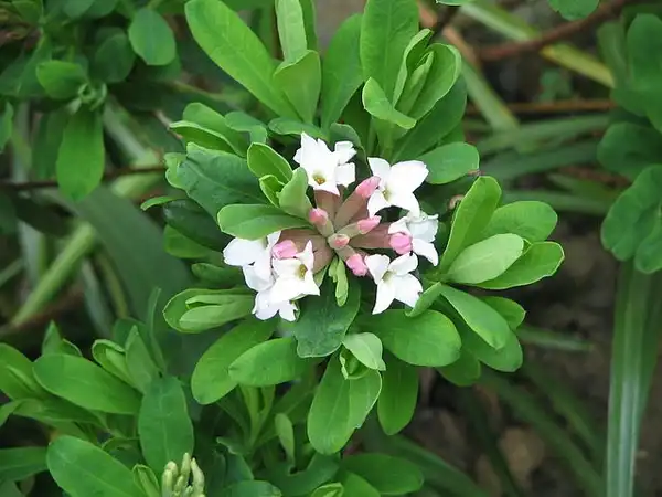Foto de Daphne x burkwoodii (Daphne x burkwoodiis)