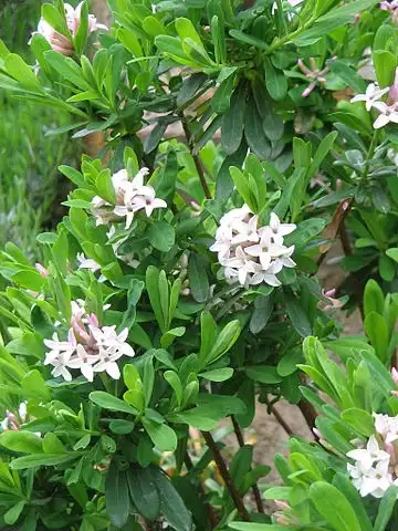Foto de Daphne x burkwoodii - Daphne x burkwoodii habit:Meneerke bloem