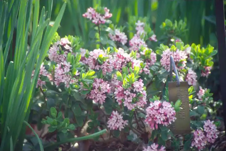 Photo of Daphne x mantensiana (Daphne x mantensianas)