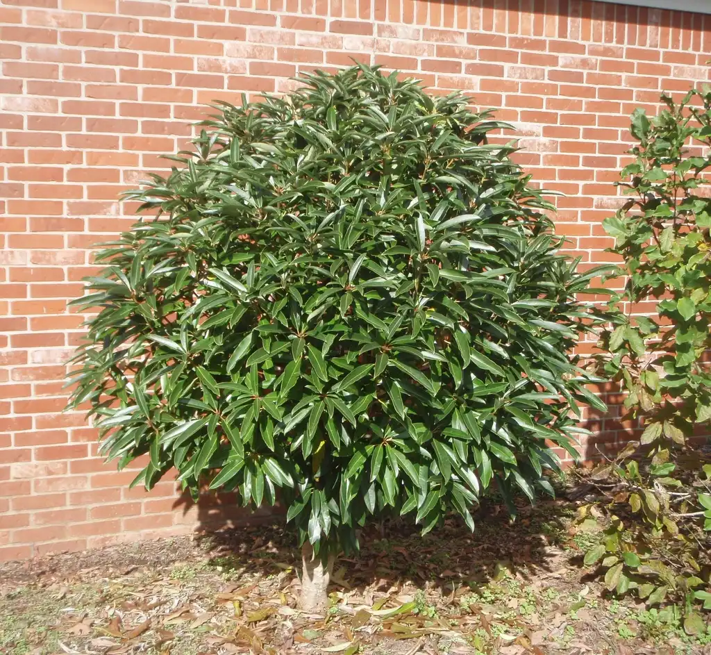 Photo of Daphniphyllum macropodum (Daphniphyllum macropodums)
