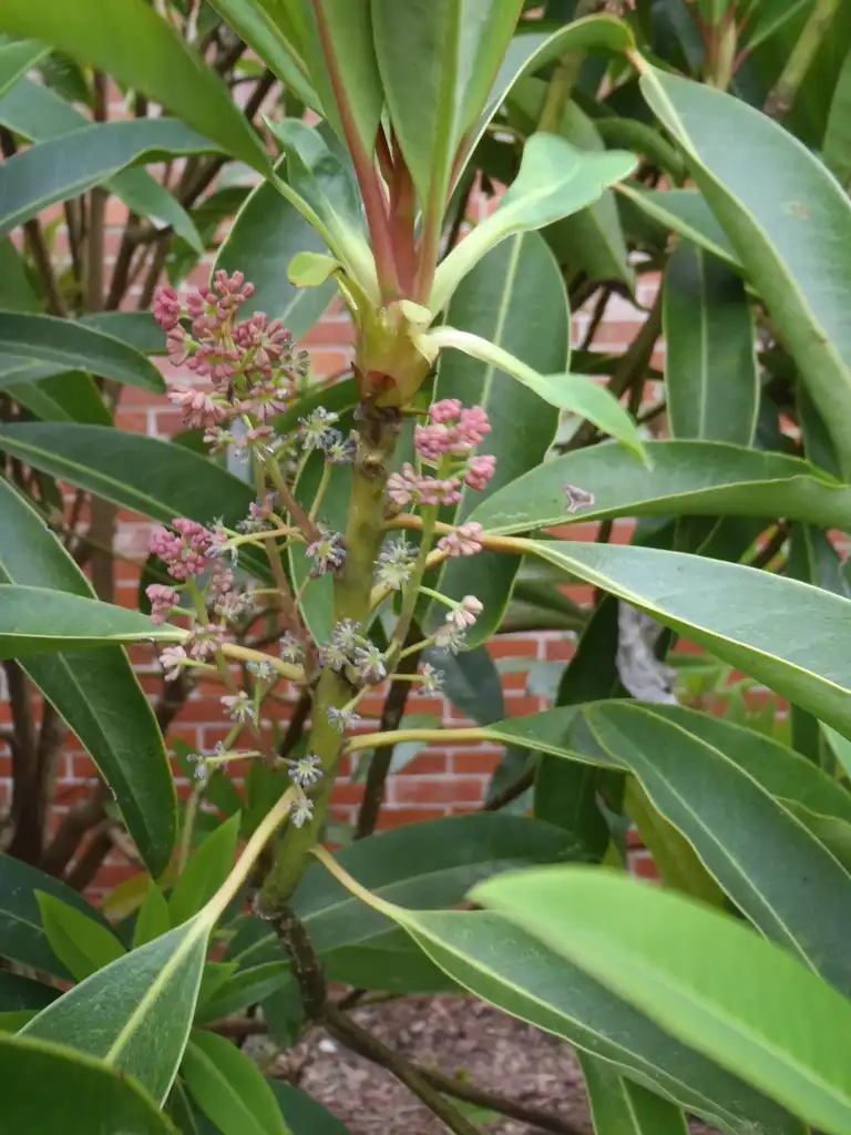 Photo of Daphniphyllum macropodum (Daphniphyllum macropodums)