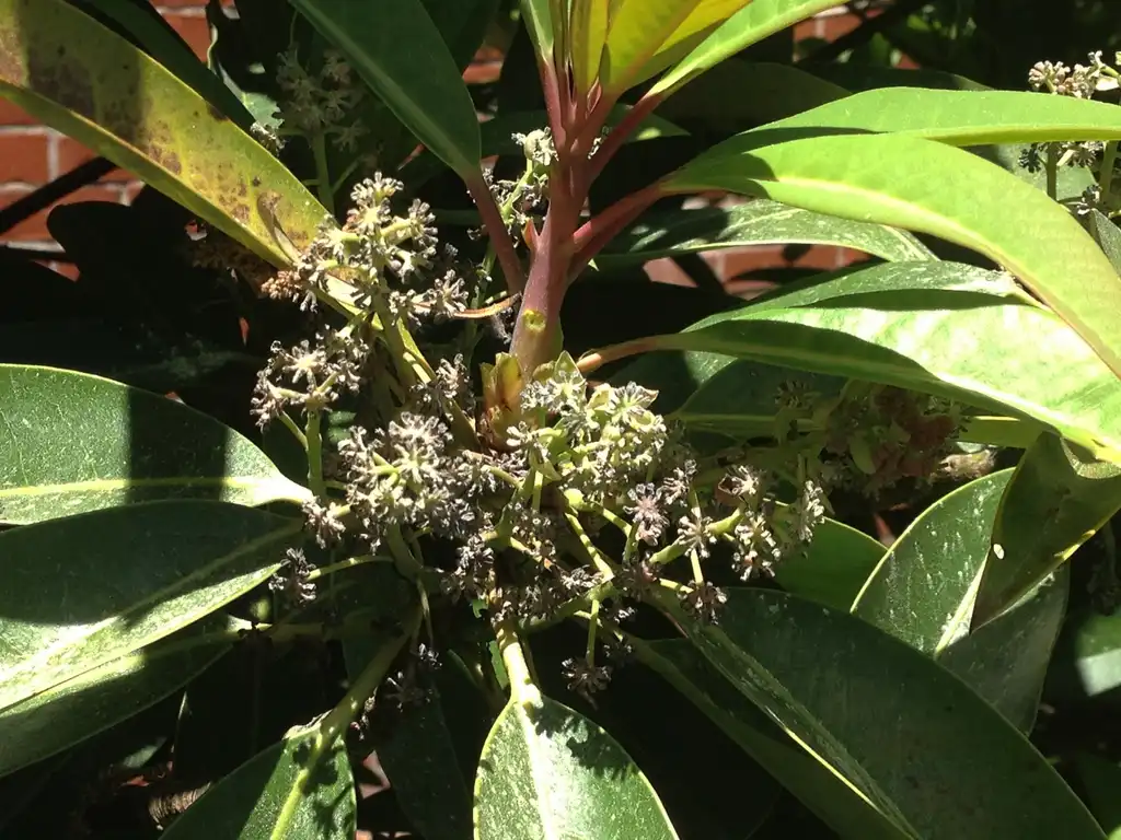 Photo of Daphniphyllum macropodum - Flowers:Jim Robbins