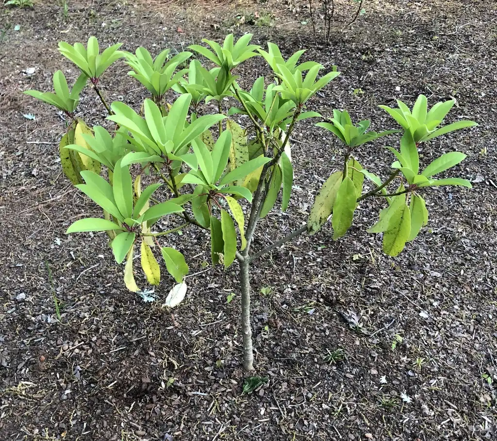 Photo of Daphniphyllum macropodum - New leaves (Warren County, NC):Cathy Dewitt